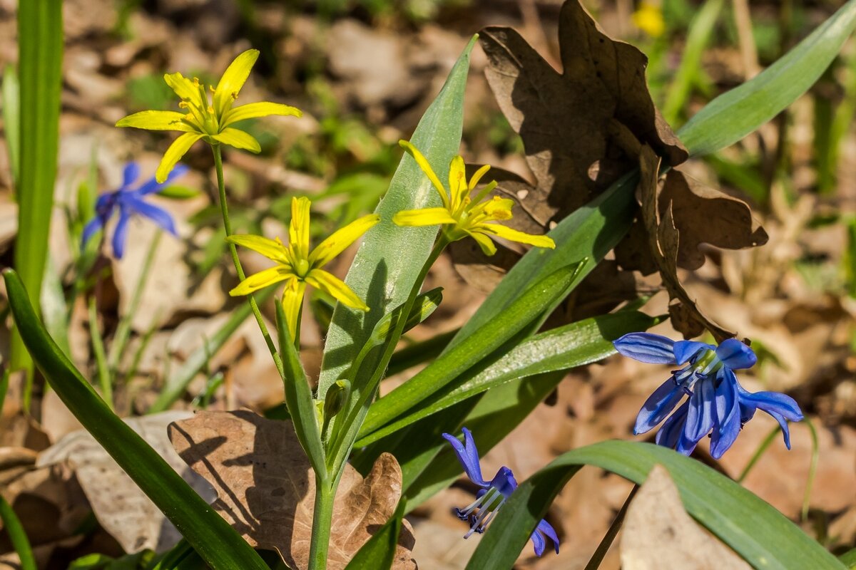 Весны цветение ... - Ravile 
