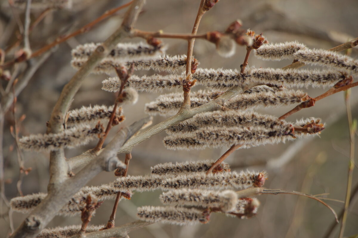 Верба. - Дмитрий А