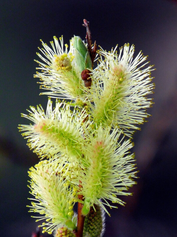 С праздником,друзья. - nadyasilyuk Вознюк С праздником,друзья. - nadyasilyuk Вознюк