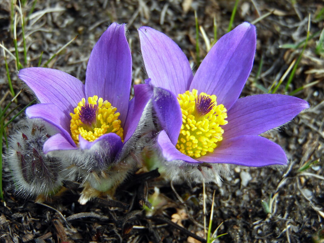 Сон-трава. - nadyasilyuk Вознюк Сон-трава. - nadyasilyuk Вознюк