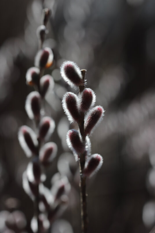 С праздником, православные! - Игорь Шевченко С праздником, православные! - Игорь Шевченко