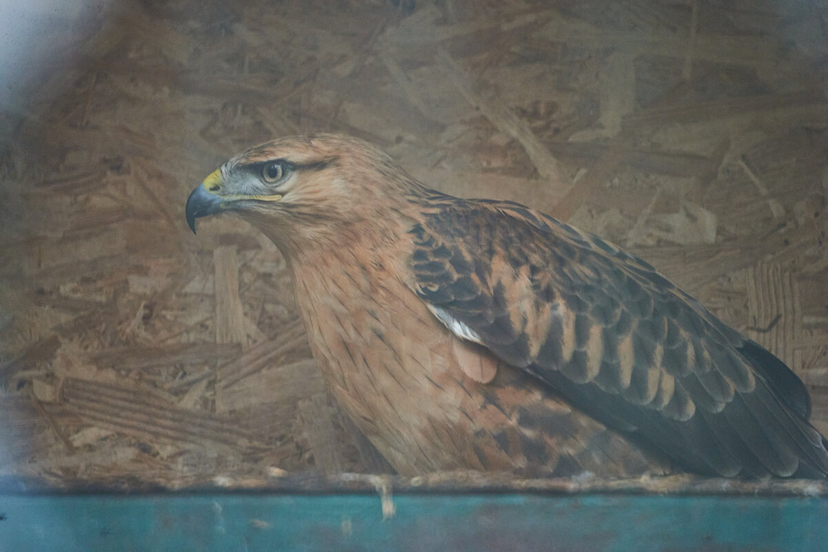 Степной Орел - Александр Леонов