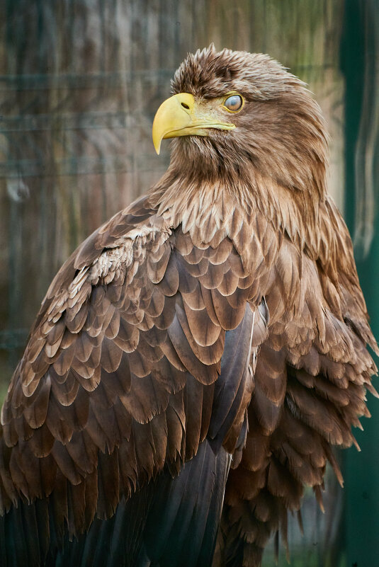 Орлан Белохвостый - Александр Леонов