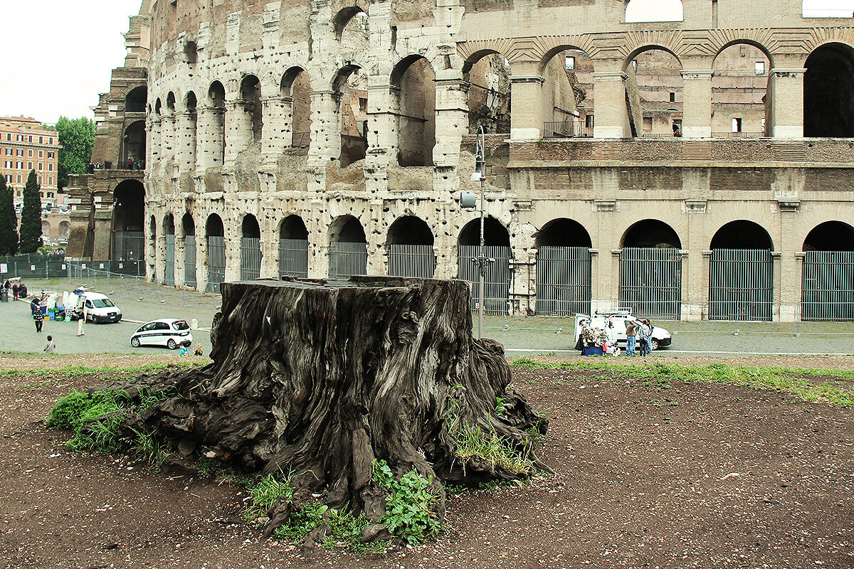Пень и Колизей. Что старше? - Сергей Сомихин Пень и Колизей. Что старше? - Сергей Сомихин