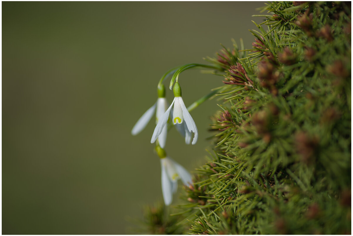 Весенние подснежники. - Sergey (Apg)