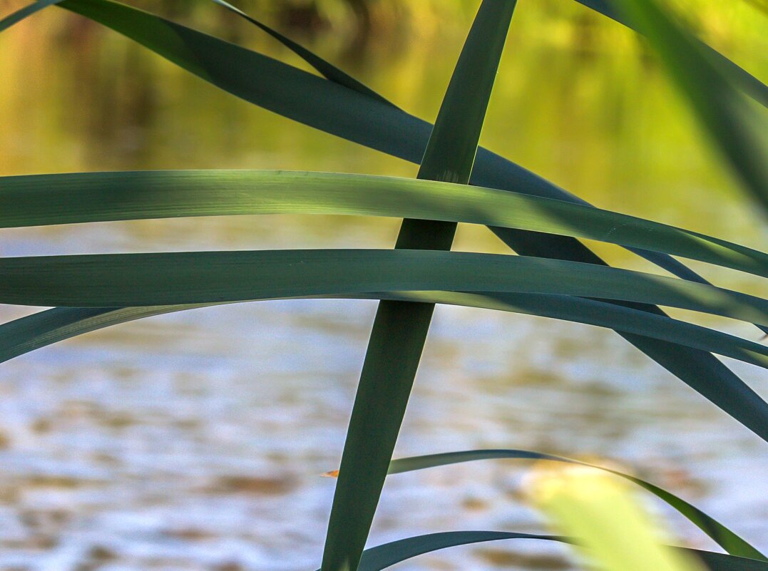 Краски лета. Свет и цвет. - Алексей Трухин Краски лета. Свет и цвет. - Алексей Трухин