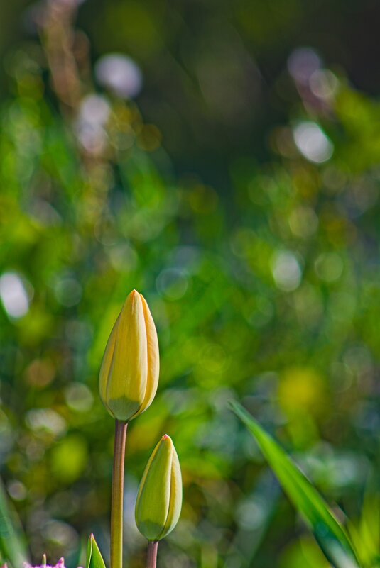 тюльпанчик - Giant Tao /