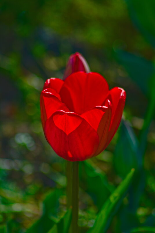 Красный тюльпанчик - Giant Tao /