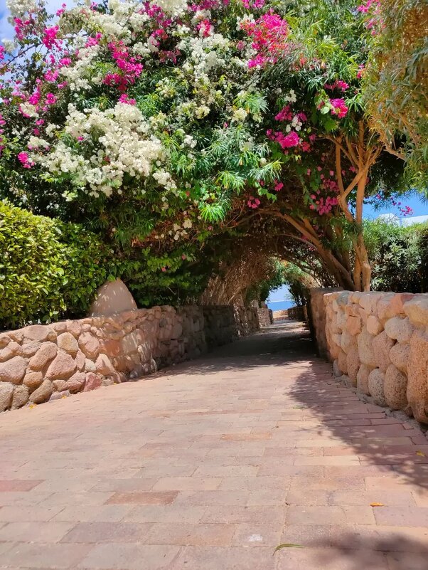 Египет. Шарм-эль-Шейх - Ирэн 