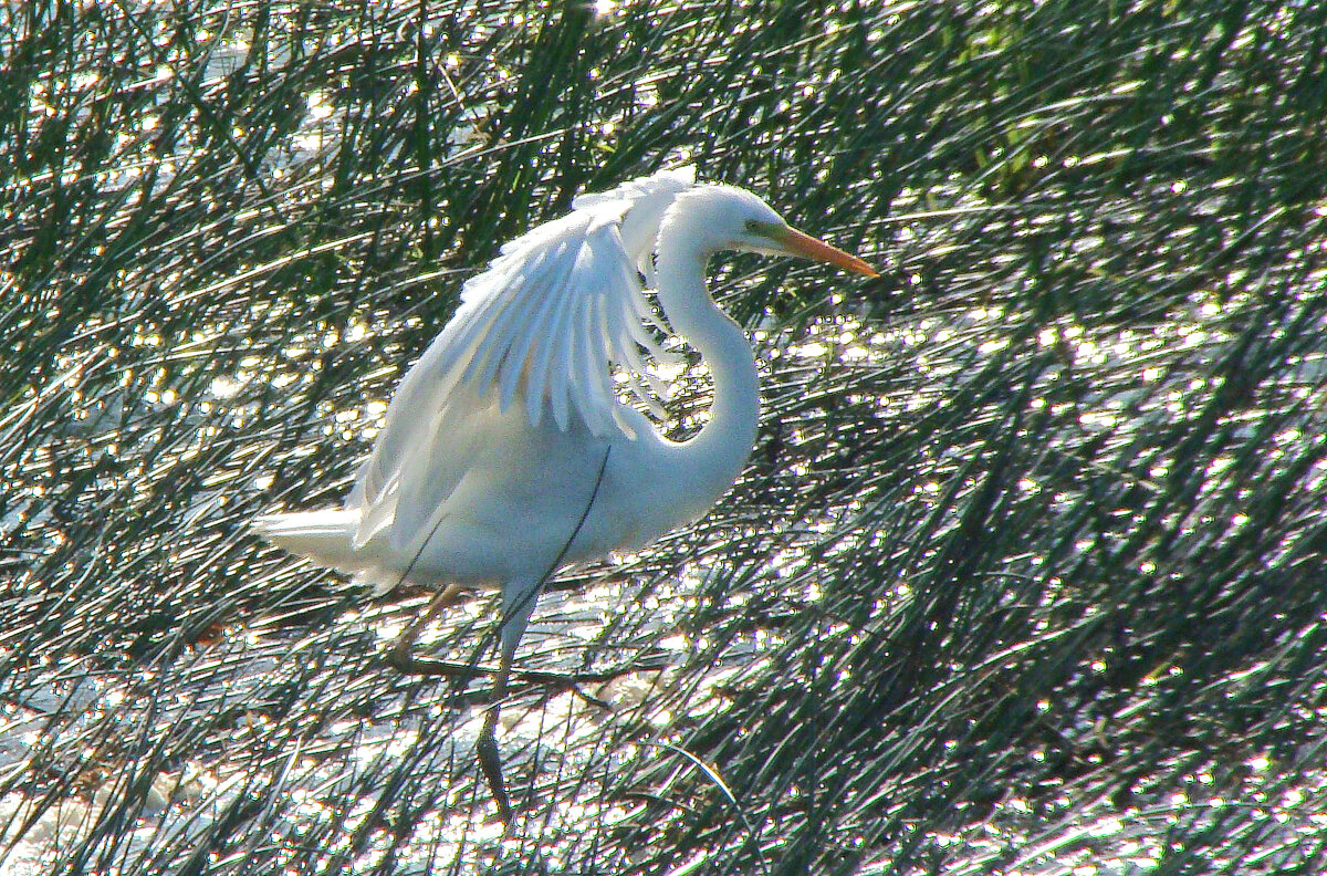 большая белая цапля - gawrilа - dan