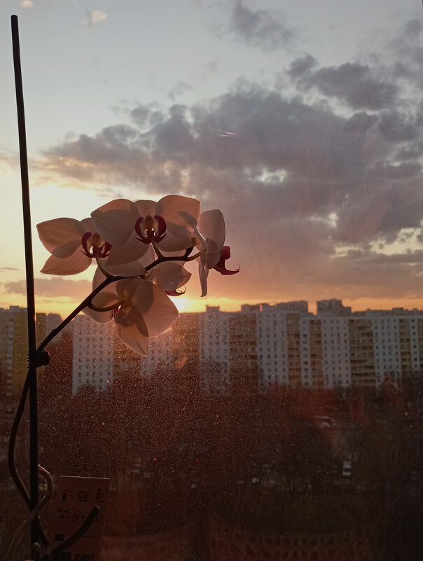 Орхидея на закате - Roman stories -