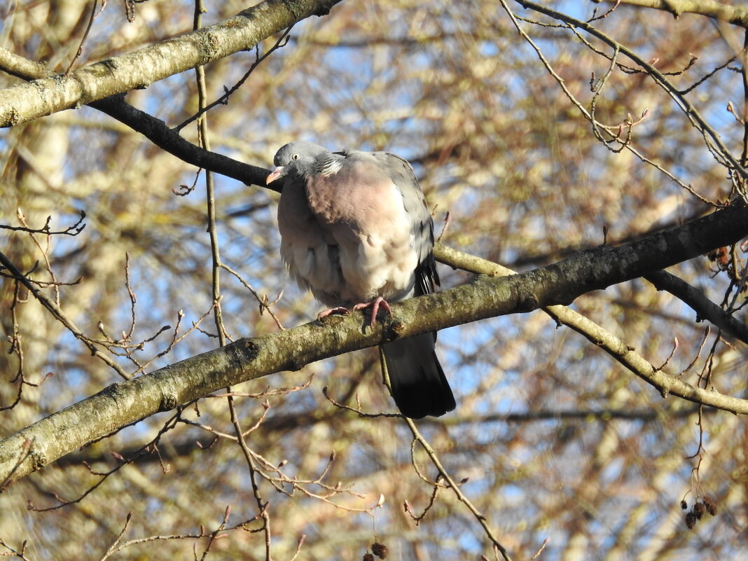 весенние зарисовки - ИННА ПОРОХОВА весенние зарисовки - ИННА ПОРОХОВА
