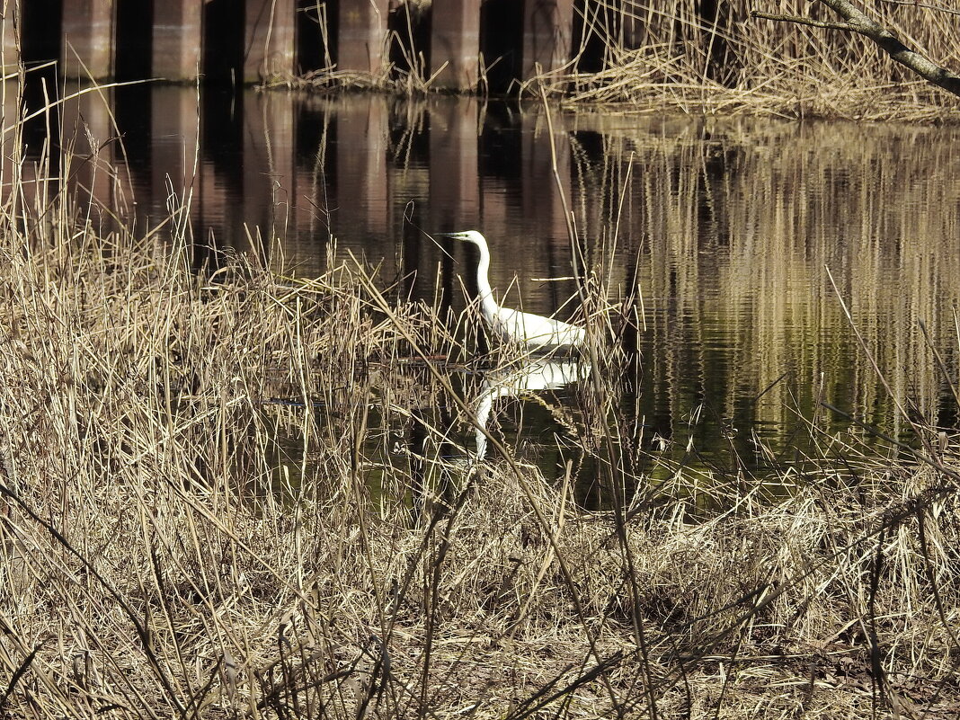 весенние зарисовки - ИННА ПОРОХОВА весенние зарисовки - ИННА ПОРОХОВА