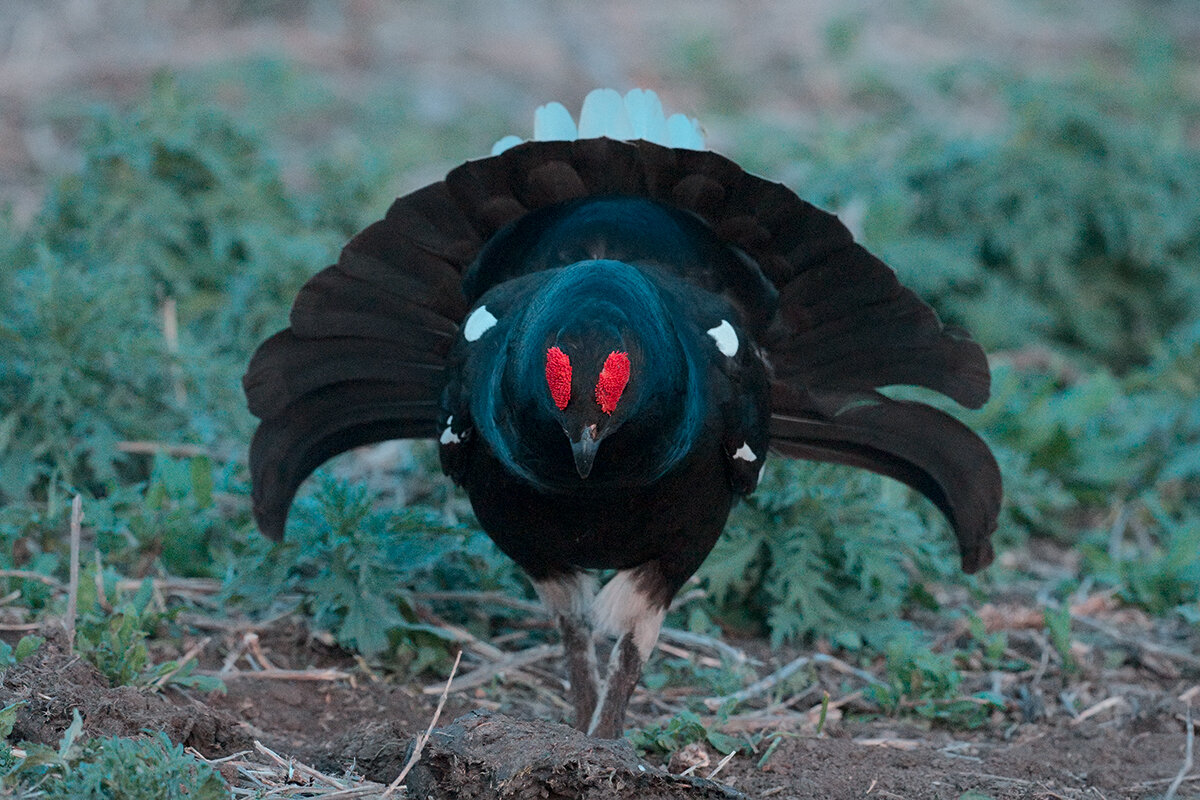 Тетерев - Yudong Liu