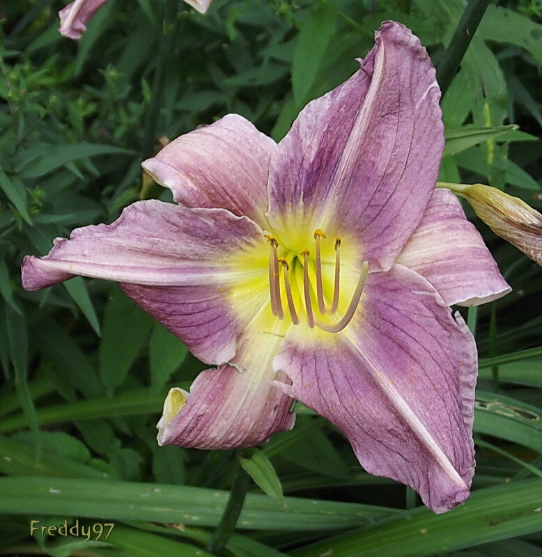 Лилейник - Freddy 97 Лилейник - Freddy 97