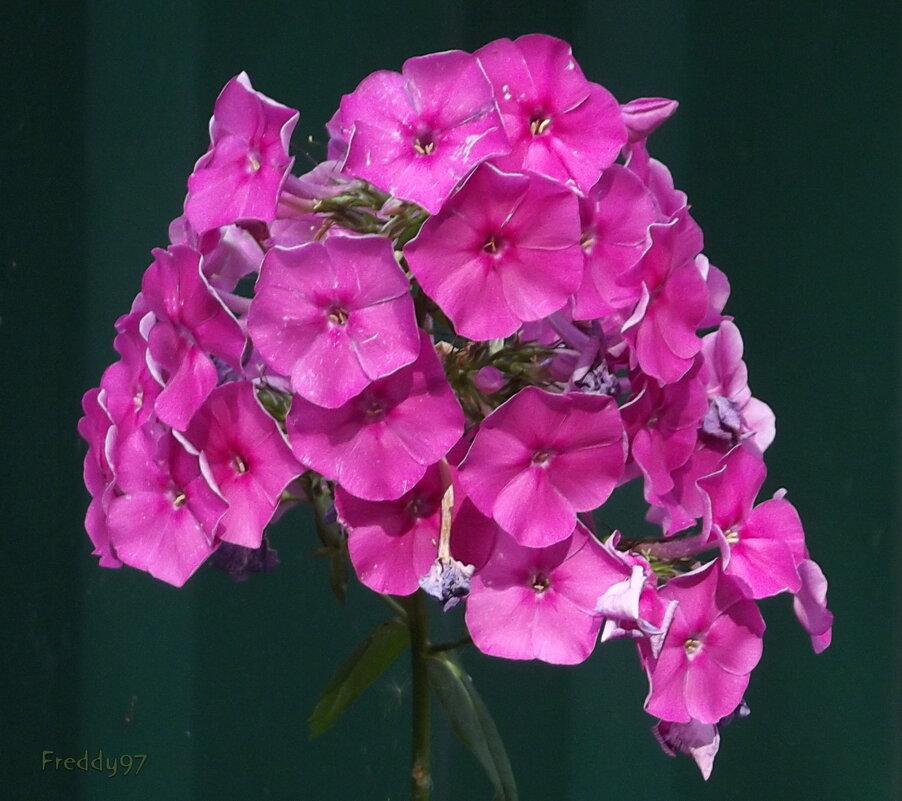 Флоксы - Freddy 97 Флоксы - Freddy 97