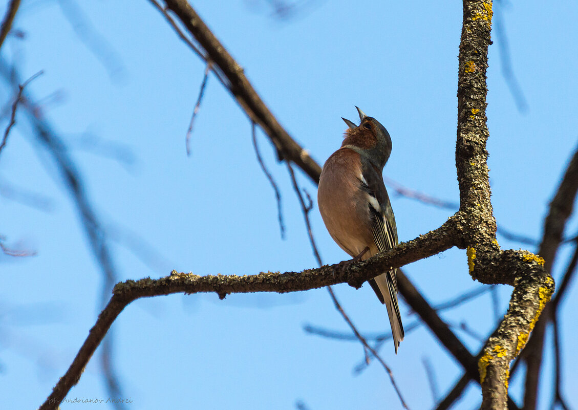 Весенняя песенка. Зяблик. - Андрей Андрианов Весенняя песенка. Зяблик. - Андрей Андрианов