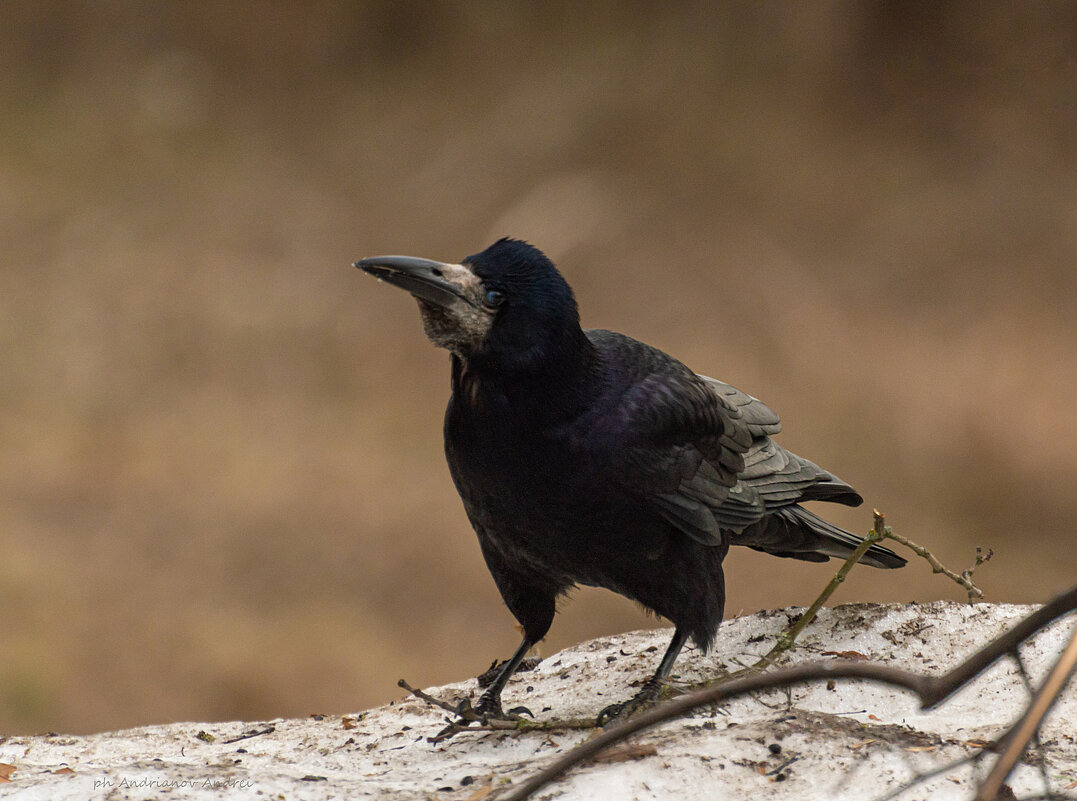 Грач. - Андрей Андрианов Грач. - Андрей Андрианов