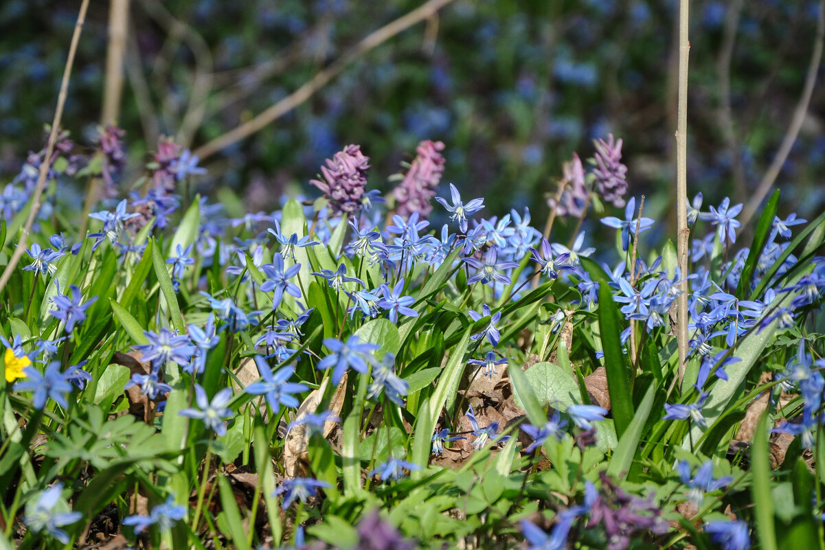 Пролески всюду расцвели коврами - Татьяна Машошина