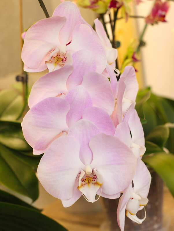 Моя коллекция орхидей - Irene Irene
