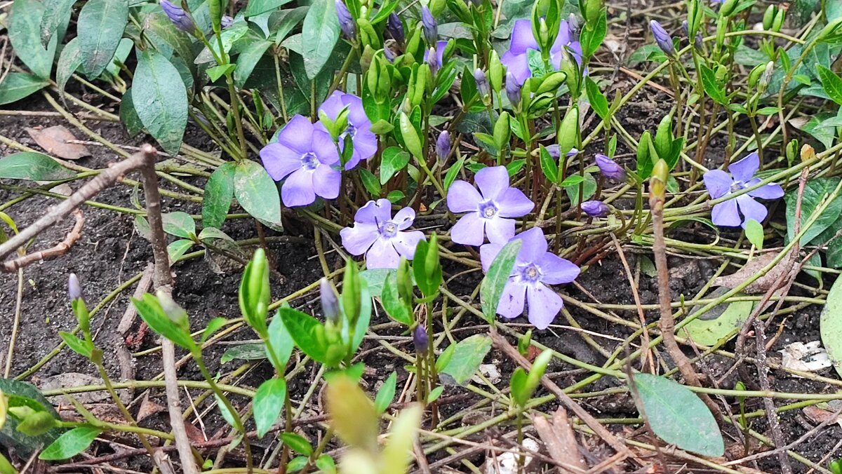,,, - Сергей Тимоновский