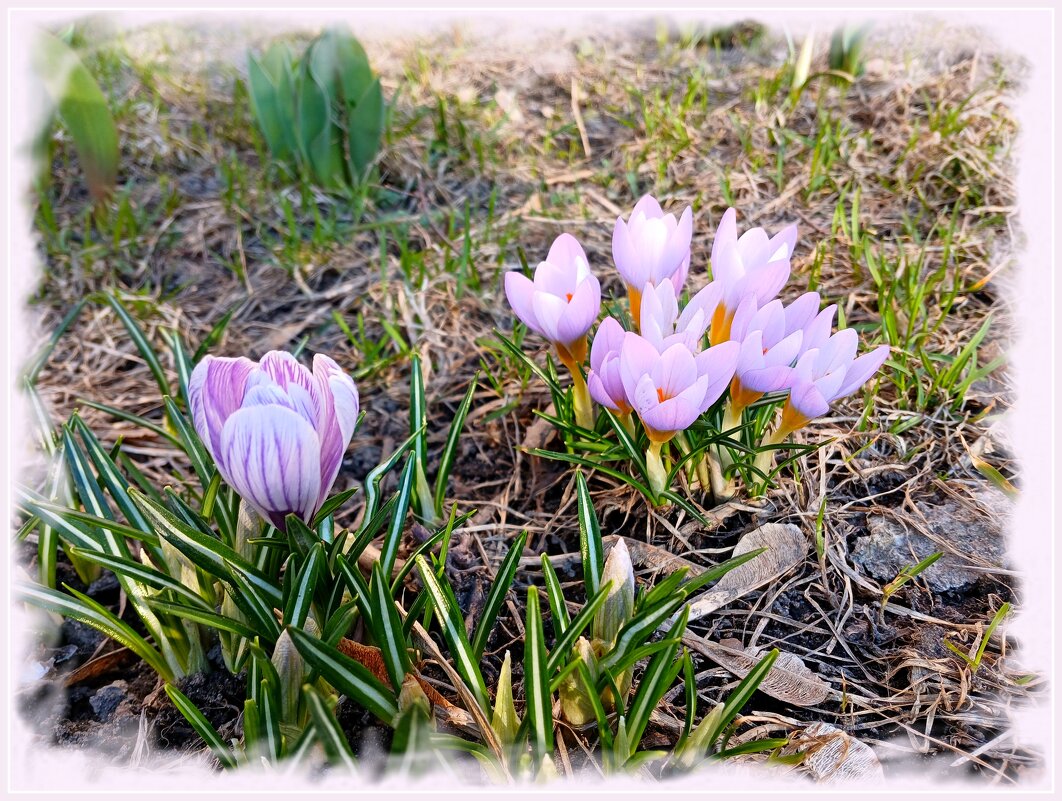 Чудесного дня и настроения ! - Лия ☼