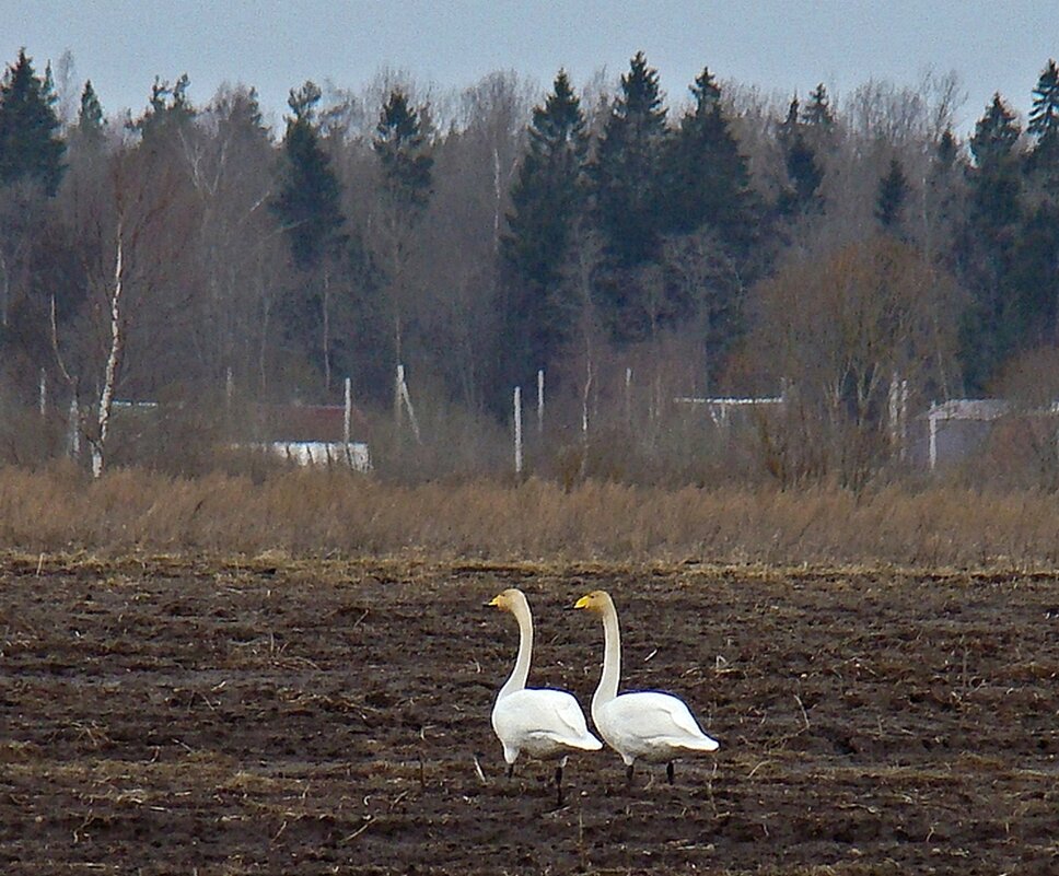 лебеди кликуны - gawrilа - dan