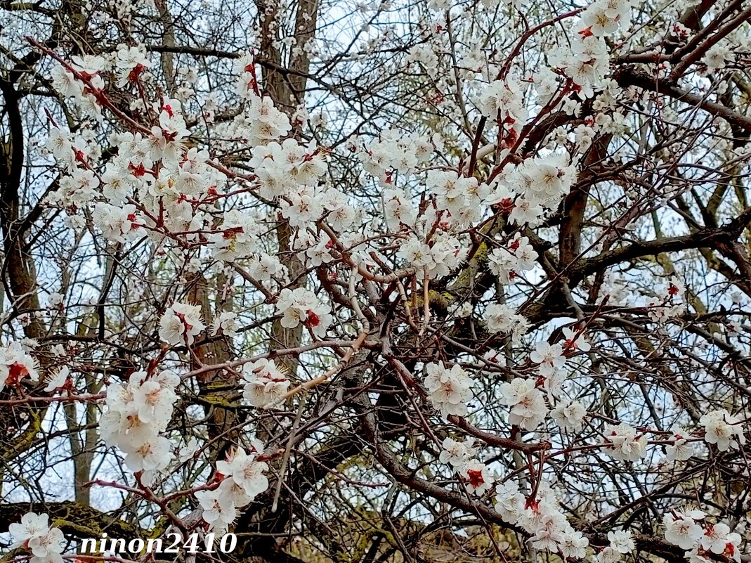 Абрикосое цветение - Нина Бутко