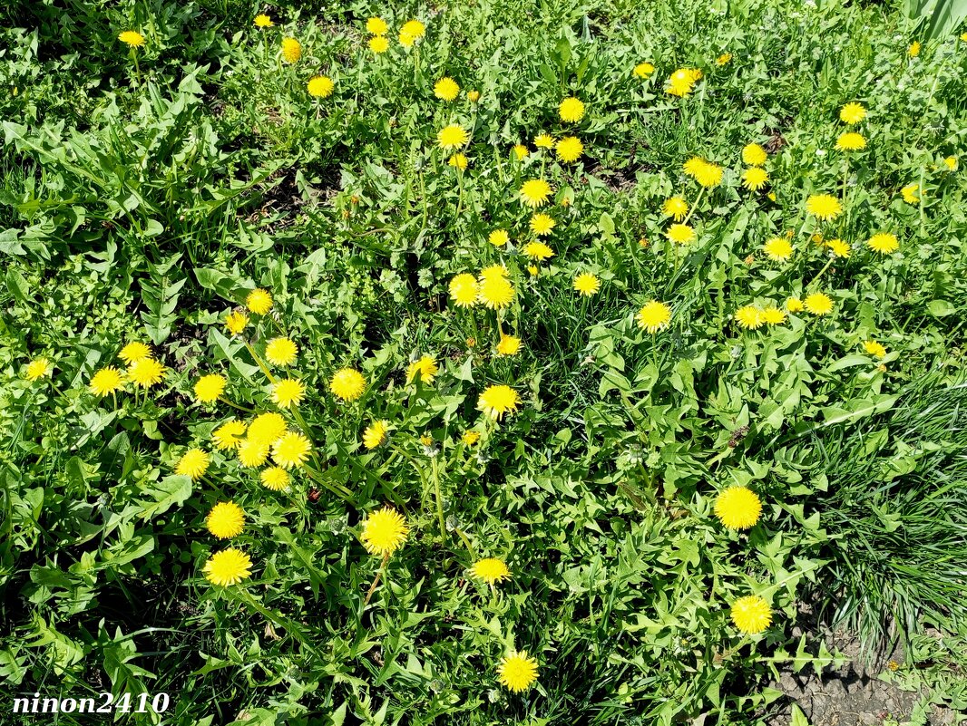 Апрель - Нина Бутко Апрель - Нина Бутко