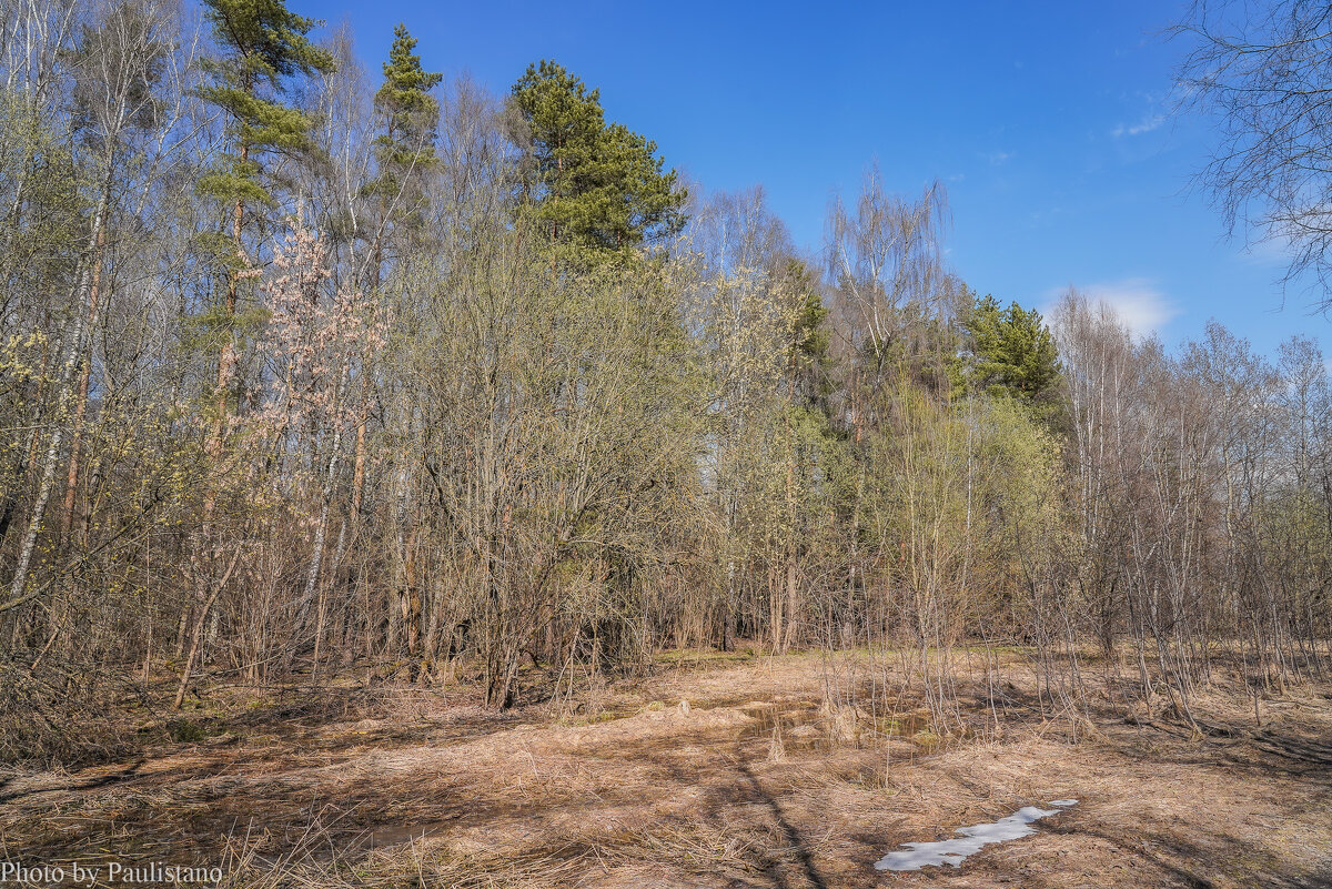 На опушке... - Владимир Жданов На опушке... - Владимир Жданов