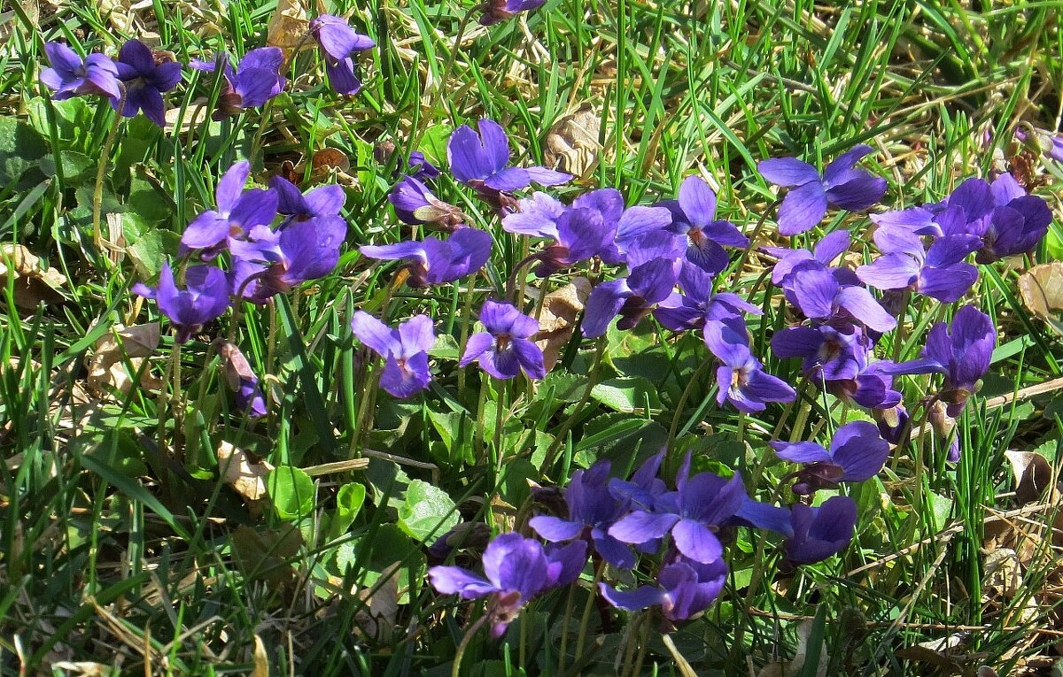 Первоцветики ) - Natali 