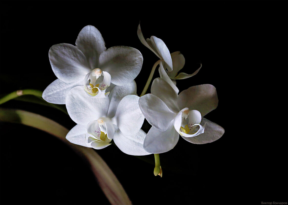 орхидея фаленопсис белая - Laryan1 