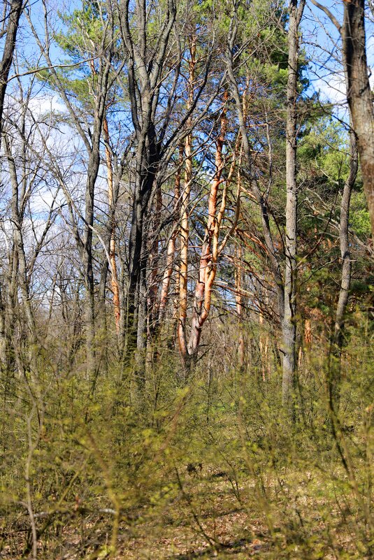 В лесу - Андрей Л. В.