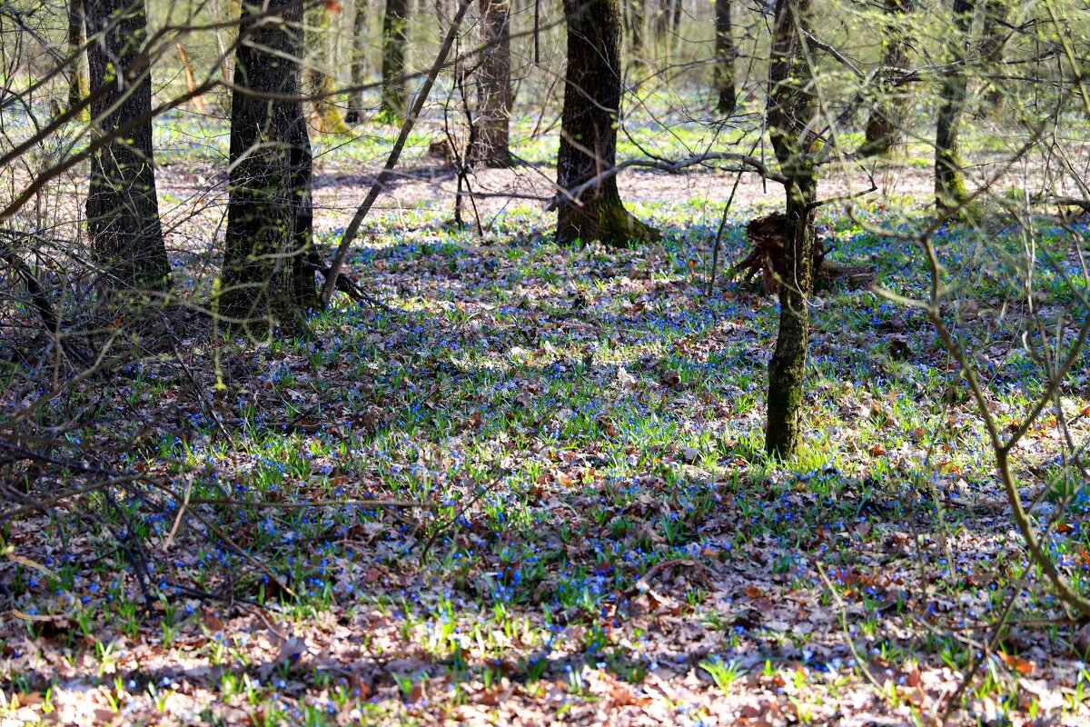 В лесу - Андрей Л. В.