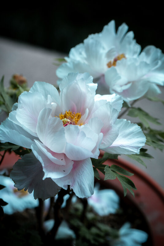 Сезон пионов - Дмитрий 