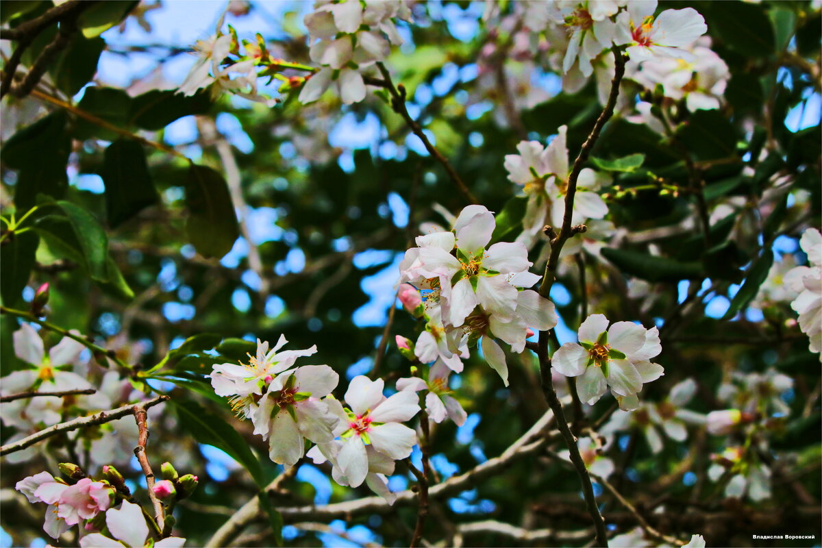 Природа 2026 - Владислав Воровский Природа 2026 - Владислав Воровский