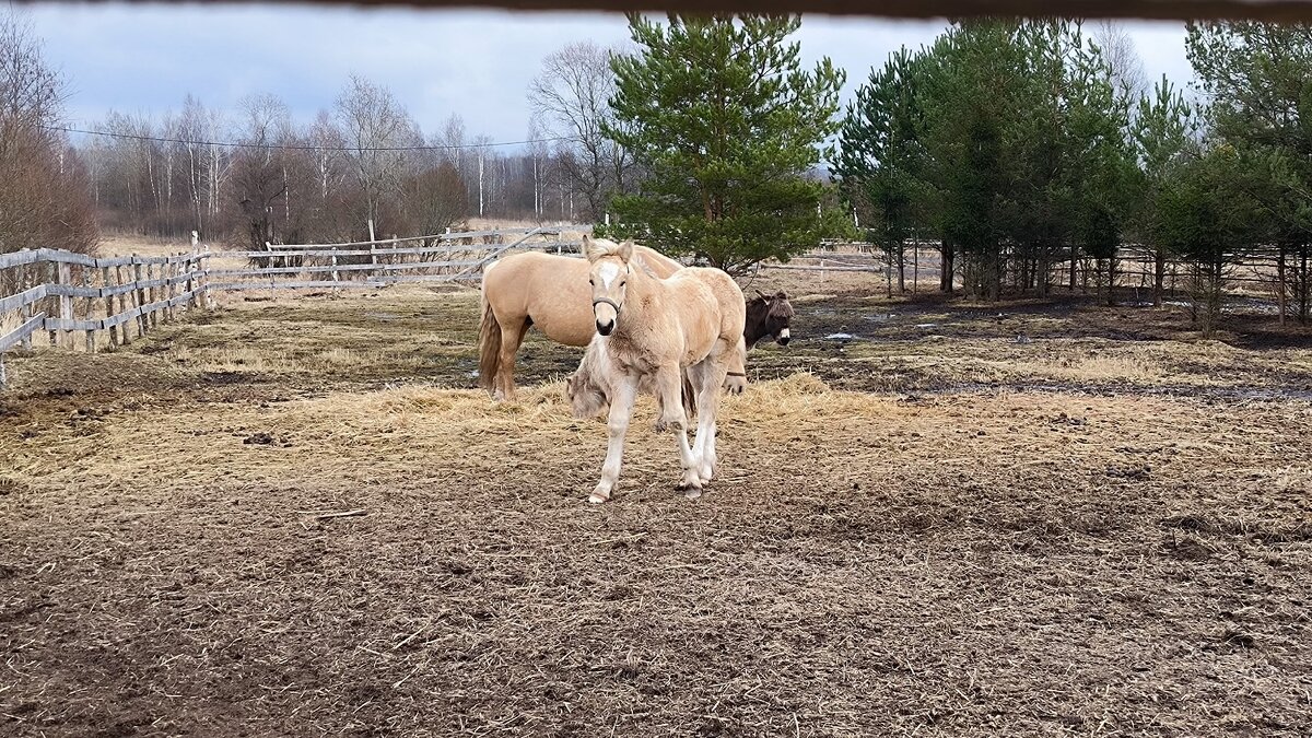 Подросшая Холли Джо. - Ольга 