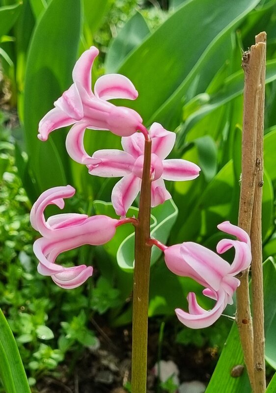 Розовый - Наталья 