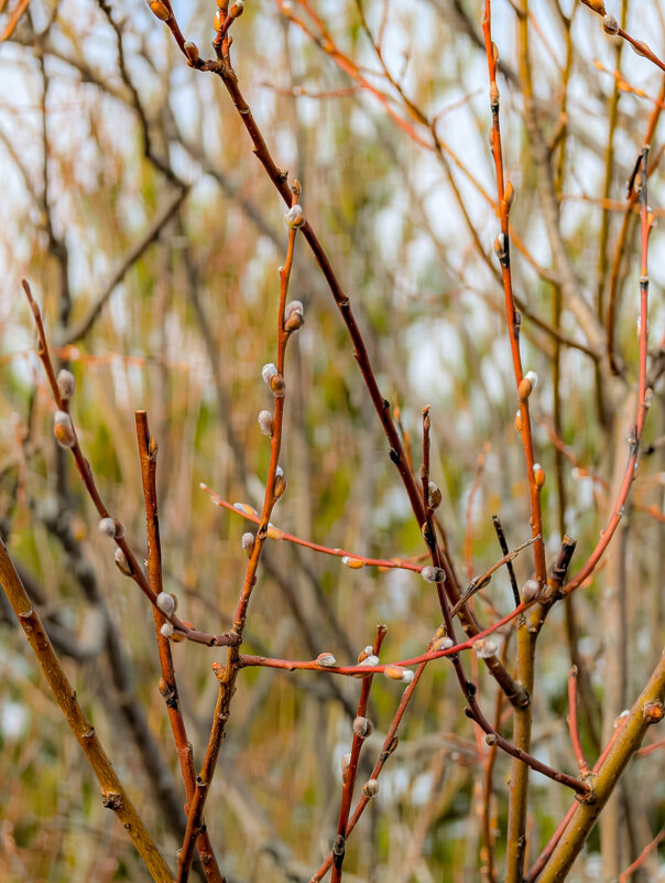 Вербное воскресенье - Анастасия Логинова Вербное воскресенье - Анастасия Логинова