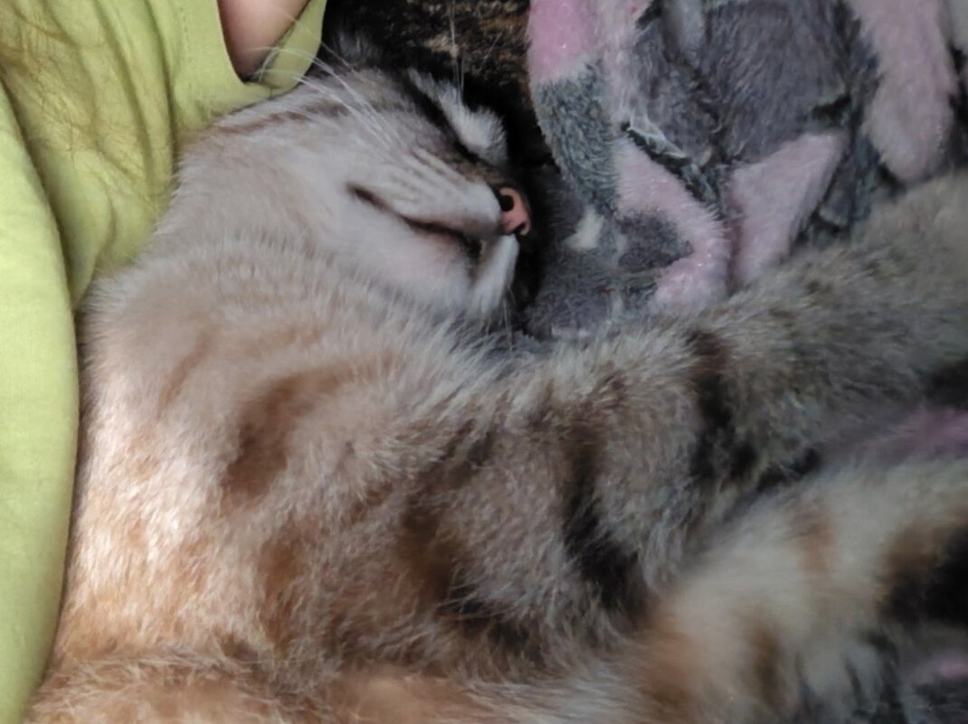 Роджер - Наталья (ShadeNataly) Мельник