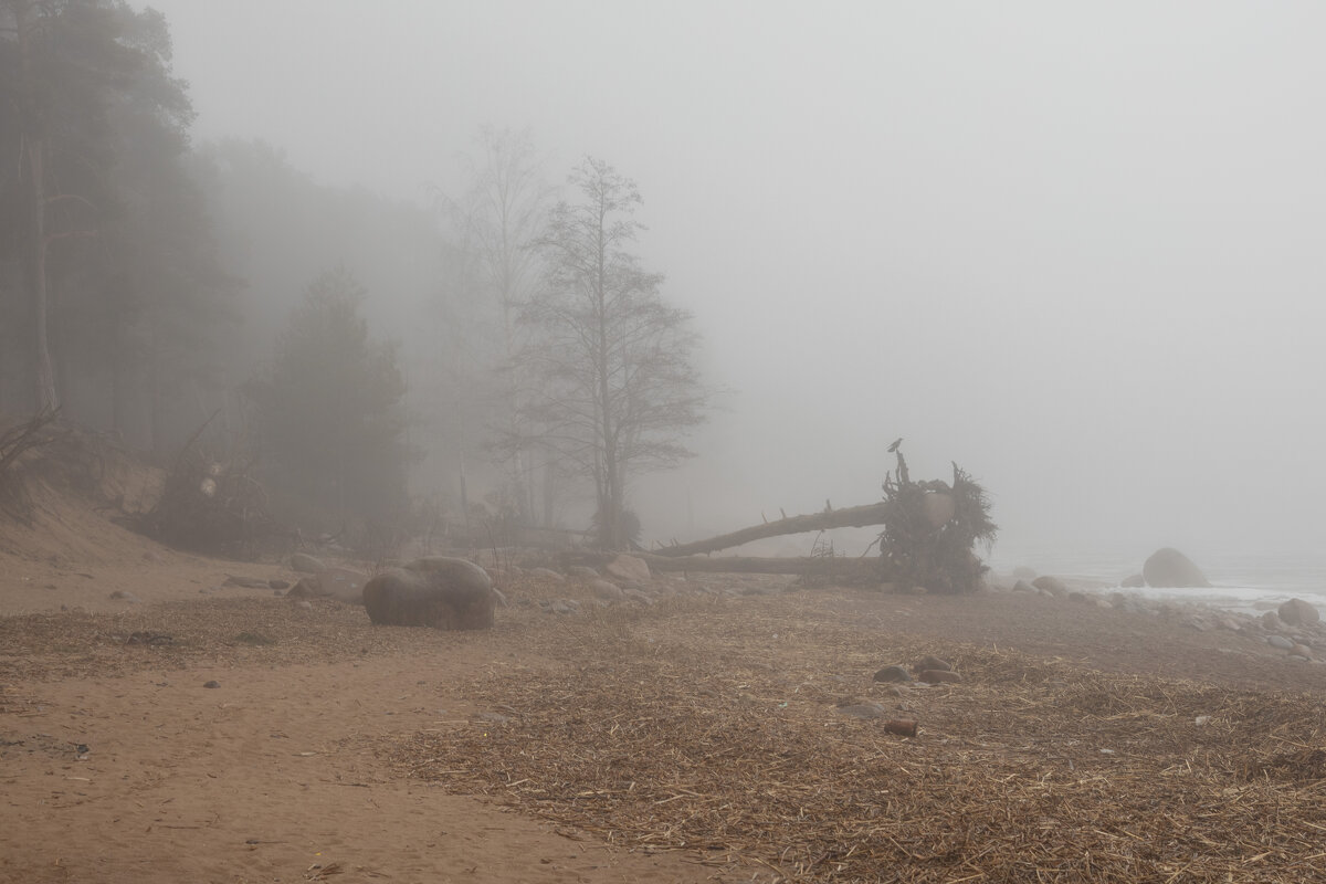 * - Светлана Воробьева