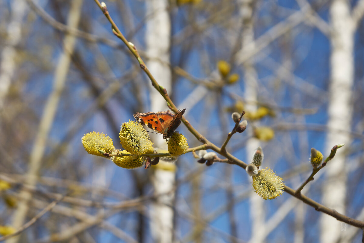 Ширяево. Бабочка. - Олег Манаенков