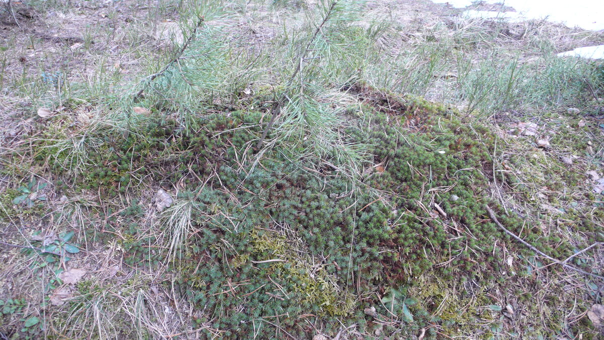 Мхи в апеле. - Михаил Елочкин Мхи в апеле. - Михаил Елочкин