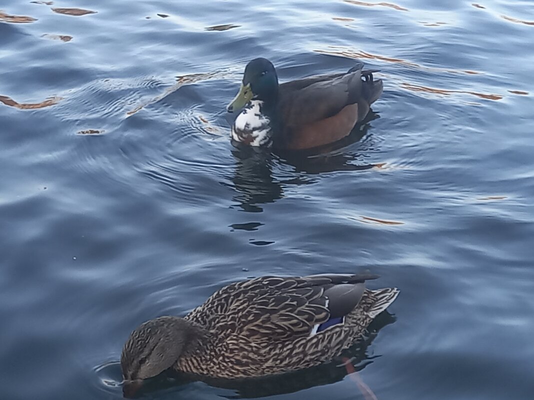 Утки - Сапсан Утки - Сапсан