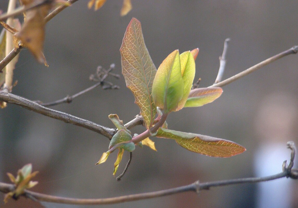 "Всего и надо, что вглядеться..." Ю.Левитанский - Syntaxist (Светлана)