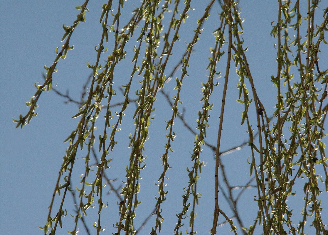 "Всего и надо, что вглядеться..." Ю.Левитанский - Syntaxist (Светлана)