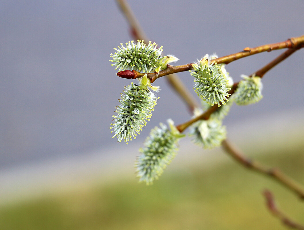 С Вербным воскресеньем! - Светлана 