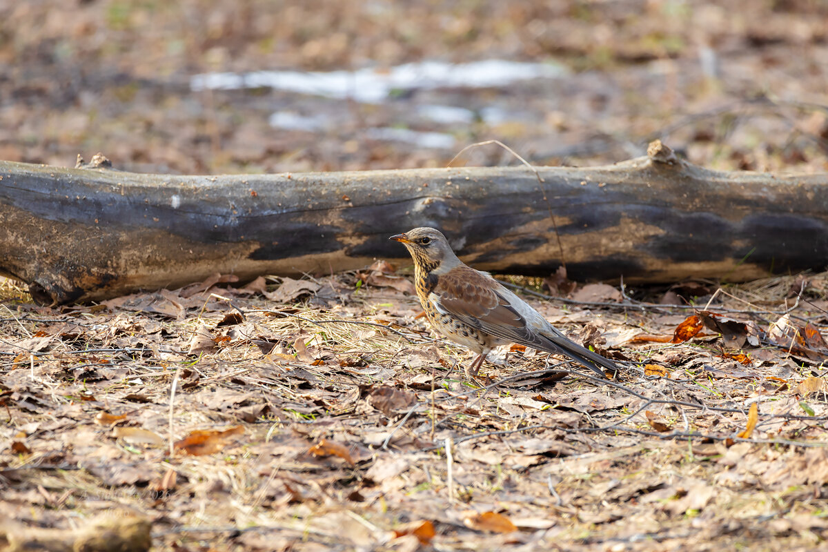 Дрозд рябинник - Александр Синдерёв