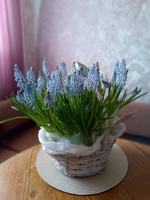 Мускари - Ольга 