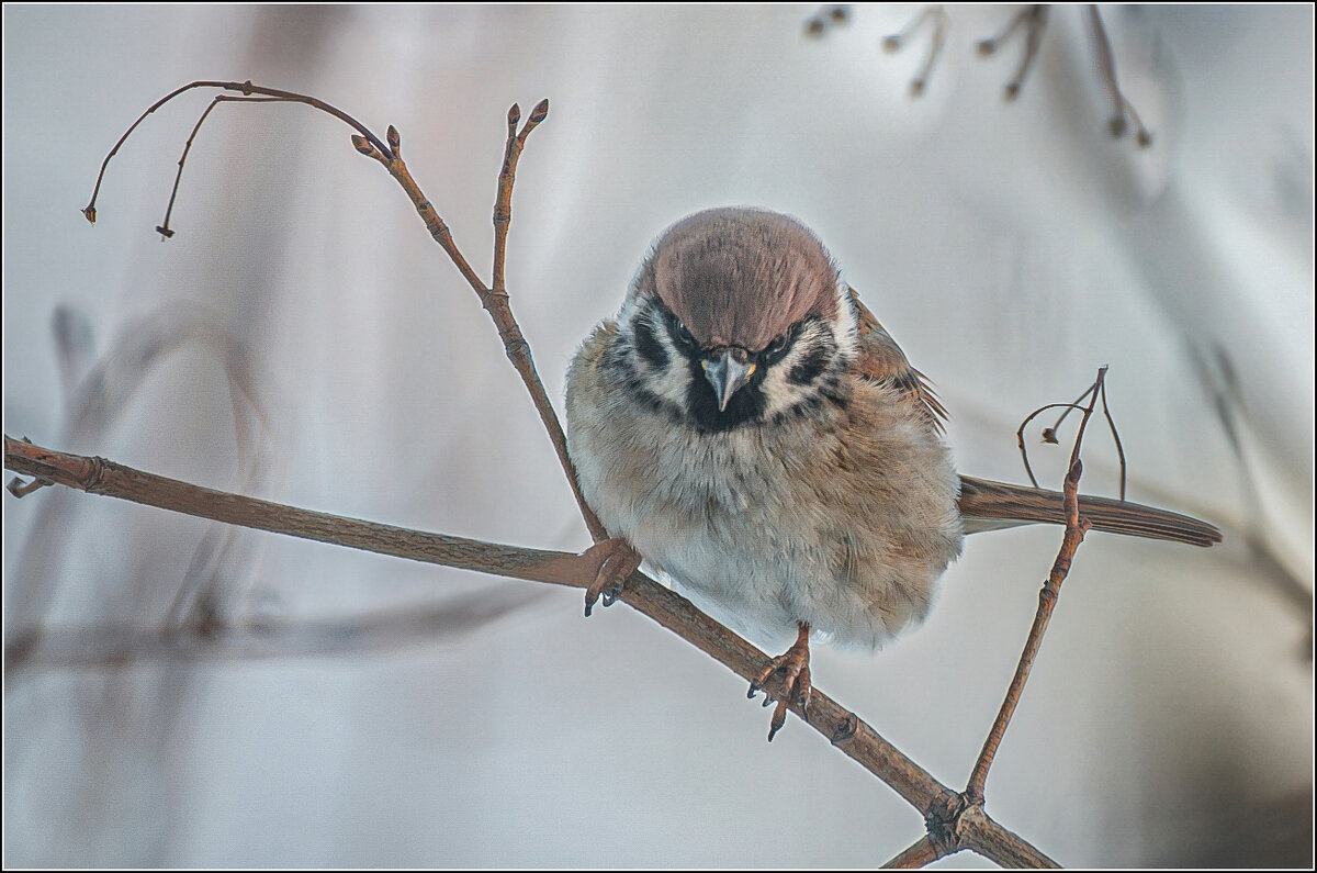 СЕРЬЁЗНЫЙ ... - Владимир Железнов СЕРЬЁЗНЫЙ ... - Владимир Железнов